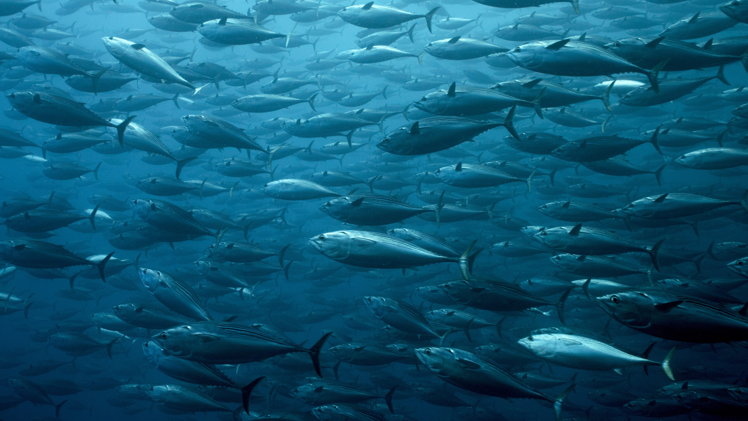 SUSTAINING FISH STOCKS